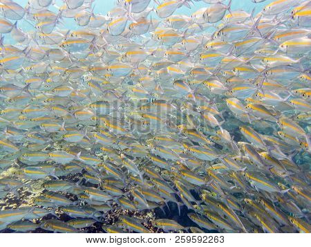 Underwater Photos Group Of Goldband Fusilier Or Pterocaesio Chrysozona Is A Sea Fish Herd With A Bri