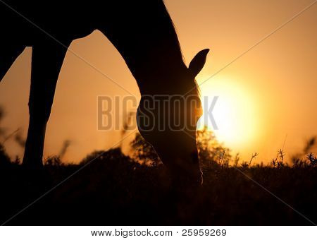 Silhouette of a grazing horse against sunrise
