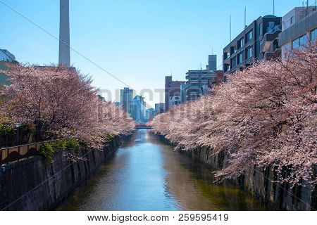 Cherry Blossom Season In Tokyo At Meguro River, Japan