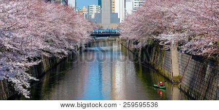 Cherry Blossom Season In Tokyo At Meguro River, Japan