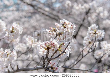 Cherry Blossom Season In Tokyo At Meguro River, Japan