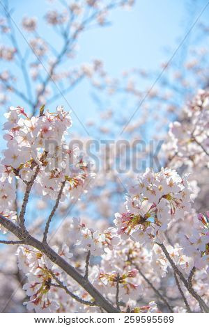 Cherry Blossom Season In Tokyo At Meguro River, Japan