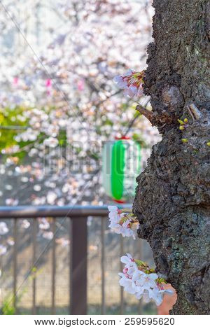 Cherry Blossom Season In Tokyo At Meguro River, Japan