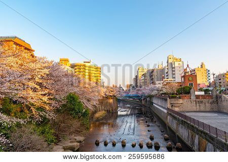 Cherry Blossom Season In Tokyo At Meguro River, Japan