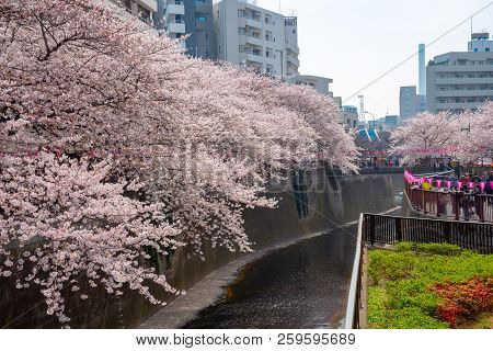 Meguro, Tokyo, Japan - March 25, 2018: Cherry Blossom Season In Tokyo At Meguro River, Japan.