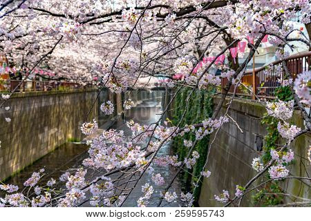 Cherry Blossom Season In Tokyo At Meguro River, Japan