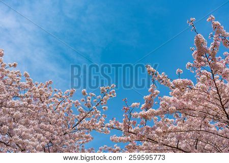 Cherry Blossom Season In Tokyo At Meguro River, Japan