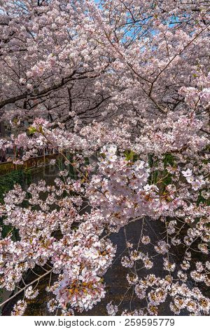 Cherry Blossom Season In Tokyo At Meguro River, Japan