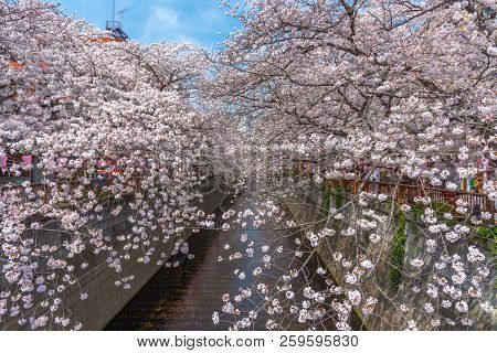 Cherry Blossom Season In Tokyo At Meguro River, Japan