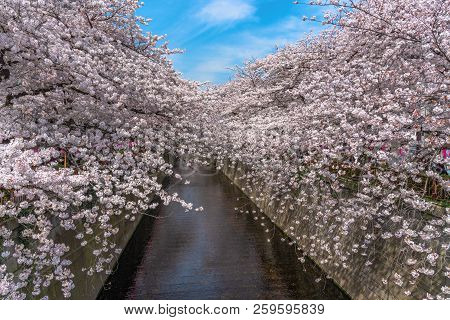 Cherry Blossom Season In Tokyo At Meguro River, Japan