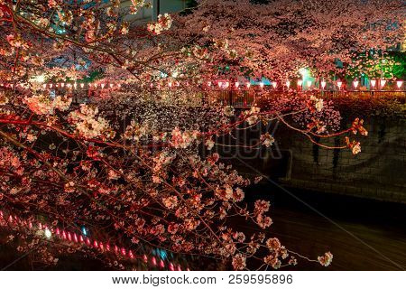 Cherry Blossom Season In Tokyo At Meguro River, Japan