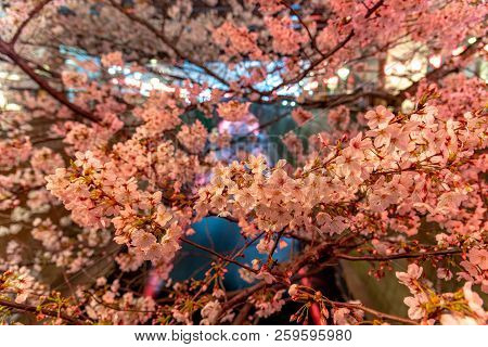 Cherry Blossom Season In Tokyo At Meguro River, Japan