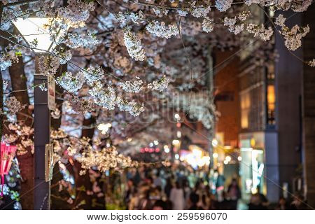 Cherry Blossom Season In Tokyo At Meguro River, Japan