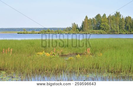 Wetland Lake Sestroretsky Razliv In Saint Petersburg, Russia.
