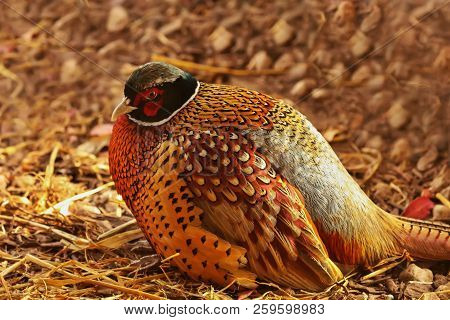 Ring-necked Pheasant,
Common Pheasant (phasianus Colchicus),
 It Is Ird Native To Asia