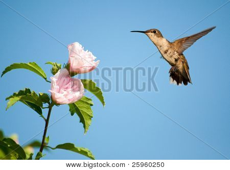 Piękne kobiece Ruby - throated Hummingbird unoszące się w pobliżu jasny różowy kwiat Althea