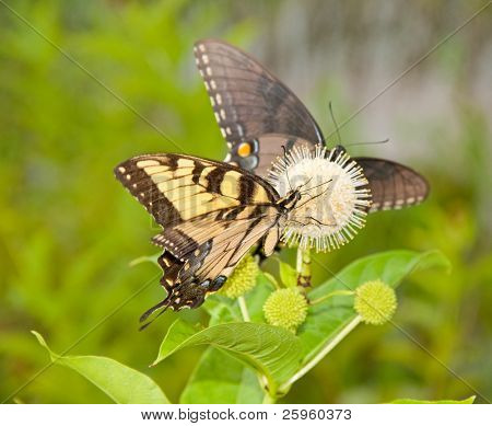 Žlutá východní tygr otakárek butterfly krmení na buttonbush květ s Celočerná verze 