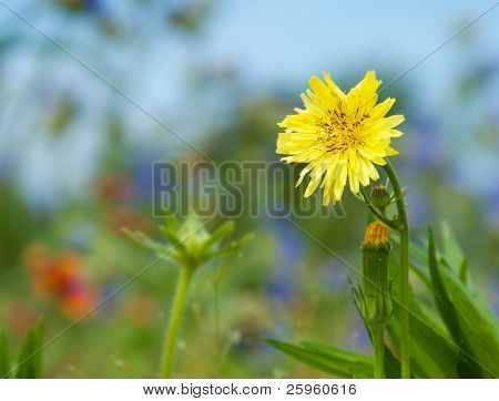 Brillante amarillo esta flor en sol contra el fondo de flores silvestres