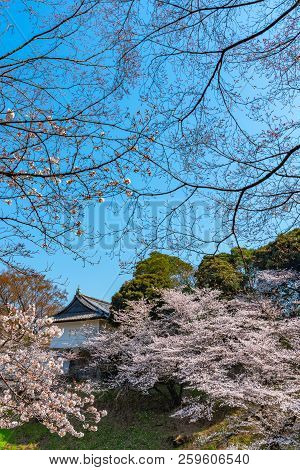 Cherry blossoms around Chidorigafuchi park, Tokyo, Japan.