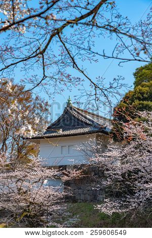 Cherry blossoms around Chidorigafuchi park, Tokyo, Japan.