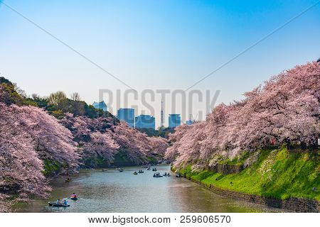 Cherry blossoms around Chidorigafuchi park, Tokyo, Japan.