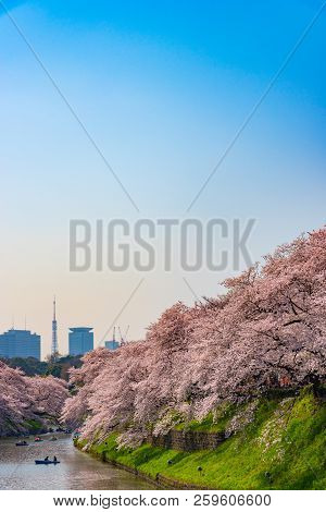 Cherry Blossoms Around Chidorigafuchi Park, Tokyo, Japan.

The Northernmost Part Of Edo Castle Is No