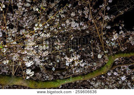 Cherry Blossoms Around Chidorigafuchi Park, Tokyo, Japan.

The Northernmost Part Of Edo Castle Is No