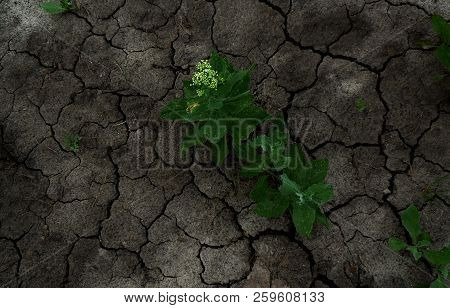 Clods Of Dry Ground With Growing Germs Close Up