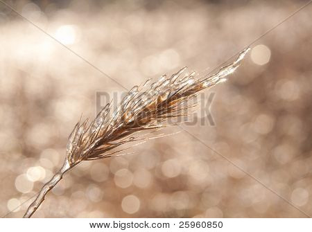 Trigo selvagem coberto de camada de gelo, após uma tempestade de gelo, contra brilhantes, o fundo gelado e o sol