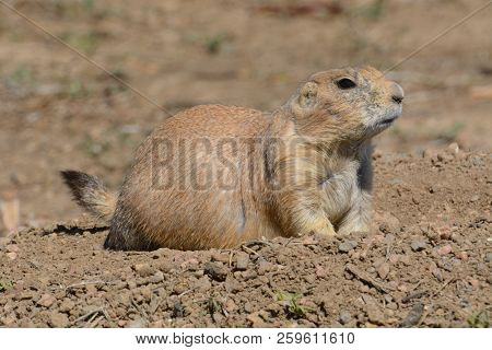 Alert Black-tailed Prairie Dog Or Cynomys Ludovicianus Watching At Top Of Burrow Hole In Dirt Field
