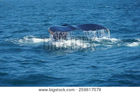 Tail Of Humpback Whale In The Ocean During Whale Watch Trip