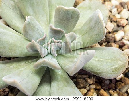 Succulent Plant Close-up Fresh Leaves Detail Of Echeveria Topsy Turvy
