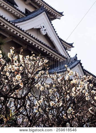 Blossoming White Plum In Imabari Castle, Ehime Prefecture, Japan