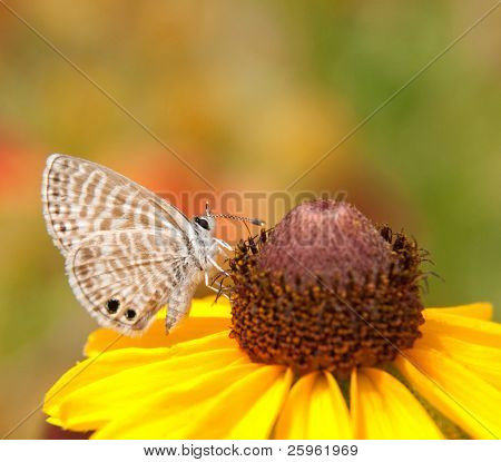 Piccola farfalla blu marino di alimentazione su un fiore Blackeyed Susan