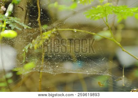Drop Of Water On Spider Net In Garden