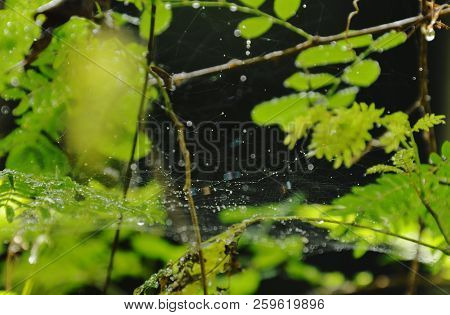Drop Of Water On Spider Net In The Garden