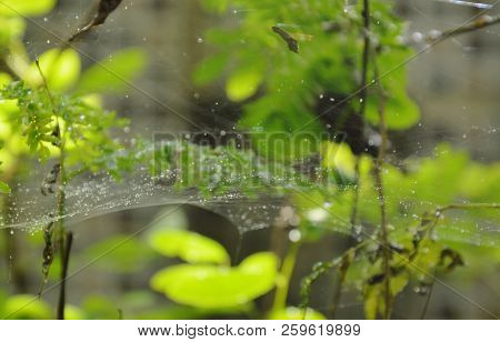 Drop Of Water On Spider Net In Garden