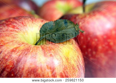 Russian Apples-in Russia Are Very Common Fruits Such As Apples. They Grow Virtually All Over The Cou