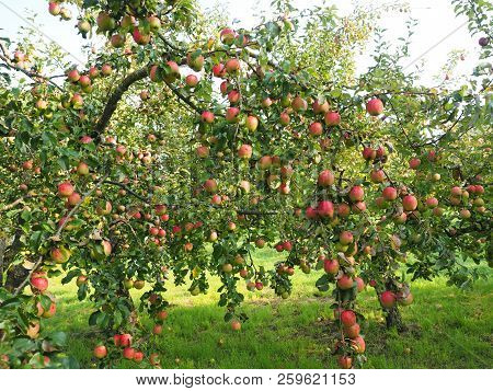 Russian Apples-in Russia Are Very Common Fruits Such As Apples. They Grow Virtually All Over The Cou