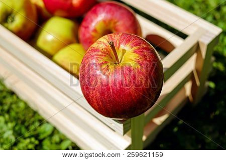 Russian Apples-in Russia Are Very Common Fruits Such As Apples. They Grow Virtually All Over The Cou