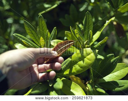 A Hand Holding Dry Yellow Leaf Of Rhododendron, Outdoors Closeu