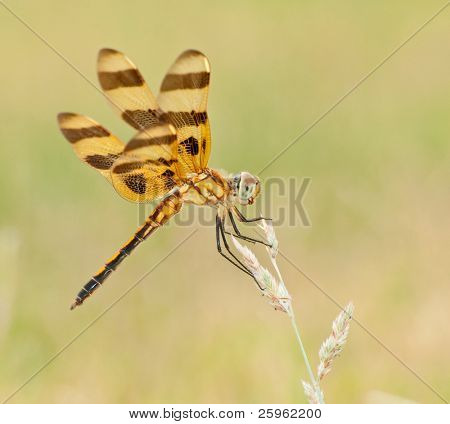 Halloween Pennant, Celithemis eponina, dragonfly perched on a grass stalk