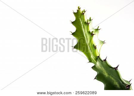 Freshness Bud Of Dragon Bone Cactus On White Background