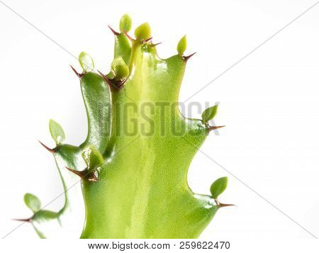 Freshness Bud Of Dragon Bone Cactus On White Background