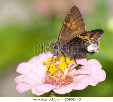Hoary Edge butterfly on pink Zinnia