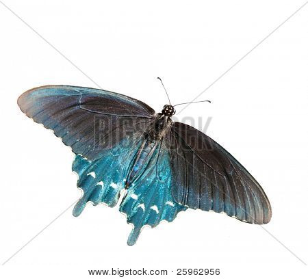 ดู dorsal ของผีเสื้อเขียว Swallowtail แยกต่างหาก