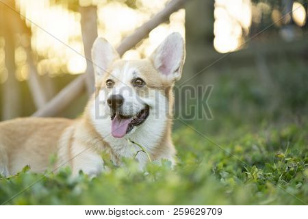 Corgi Dog On The Grass In Summer Sunny Day