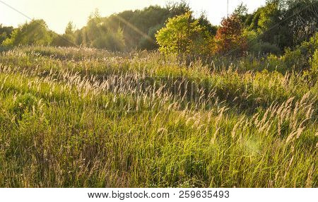 Feather Grass Gilded Sunset Or Sunrise. Natural Background