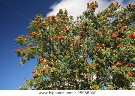 Rowan på blå himmel. Sorbus aucuparia.