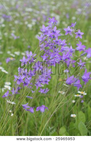 Smukke bluebell eng i Latva, Baltikum